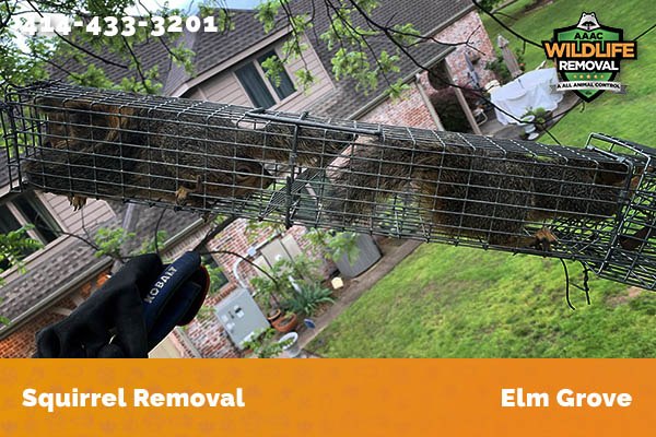 Squirrel Removal Elm Grove