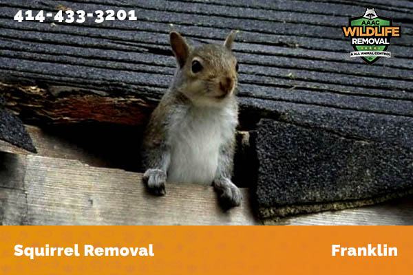 Squirrel Removal Franklin