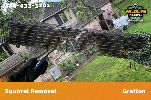 Squirrel Removal Grafton