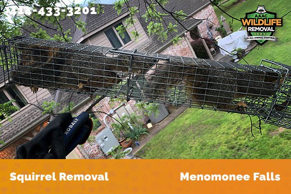 Squirrel Removal Menomonee Falls