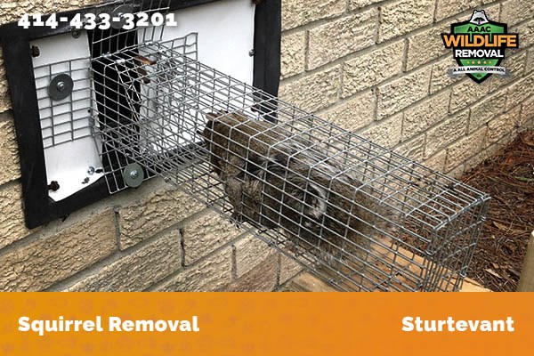 Squirrel Removal Sturtevant