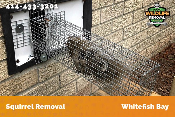 Roof Fire caused by squirrels chewing on electrical wires in Whitefish Bay