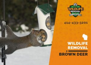 Brown Deer Wildlife Removal professional removing pest animal