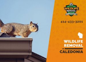 Caledonia Wildlife Removal professional removing pest animal