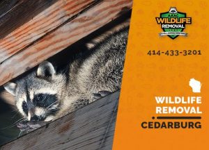 Cedarburg Wildlife Removal professional removing pest animal