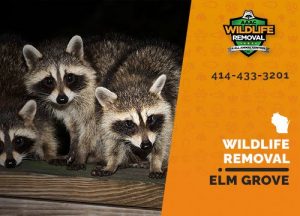 Elm Grove Wildlife Removal professional removing pest animal