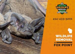 Fox Point Wildlife Removal professional removing pest animal