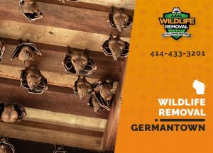 Germantown Wildlife Removal professional removing pest animal