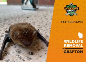 Grafton Wildlife Removal professional removing pest animal