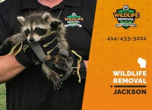 Jackson Wildlife Removal professional removing pest animal