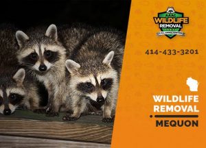 Mequon Wildlife Removal professional removing pest animal