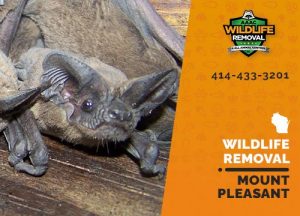 Mount Pleasant Wildlife Removal professional removing pest animal