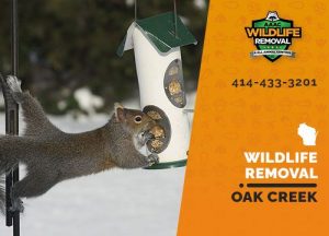 Oak Creek Wildlife Removal professional removing pest animal