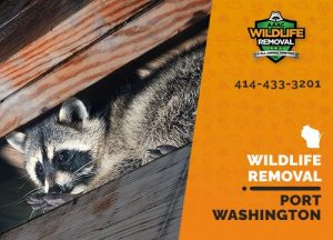 Port Washington Wildlife Removal professional removing pest animal