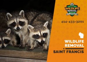 Saint Francis Wildlife Removal professional removing pest animal