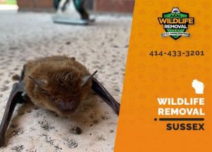 Sussex Wildlife Removal professional removing pest animal