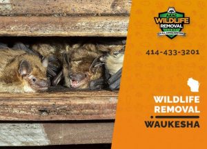 Waukesha Wildlife Removal professional removing pest animal