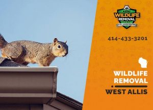 West Allis Wildlife Removal professional removing pest animal