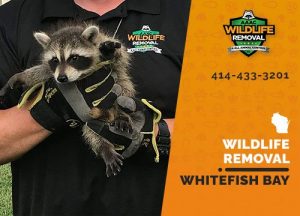 Whitefish Bay Wildlife Removal professional removing pest animal